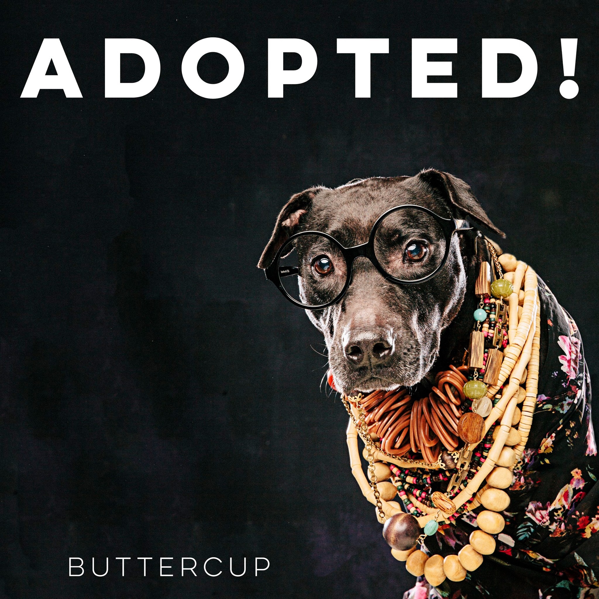 (updated – adopted) Dogs in Glasses: Spotlight on Buttercup!